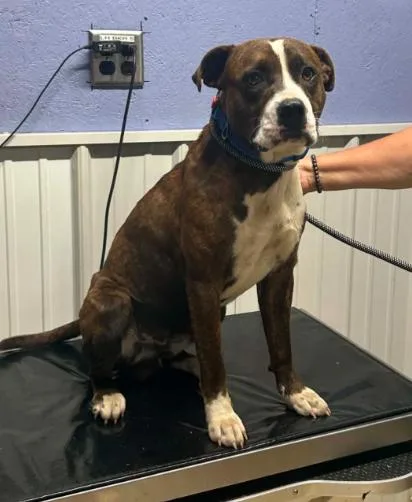 A young medium-sized male Pit Bull Terrier dog named Donnie for adoption in Waverly, OH