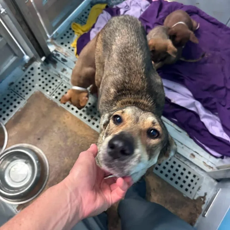 An adult medium-sized female Shepherd dog named Margot for adoption in Commerce City, CO