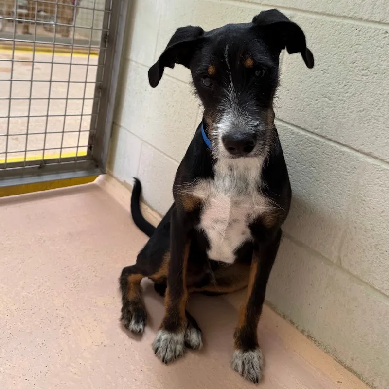 A young medium-sized male Terrier dog named Fivel for adoption in El Paso, TX