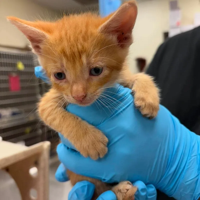 A baby small-sized male Orange / Red Domestic Short Hair cat named Marshall for adoption in Bastrop, TX