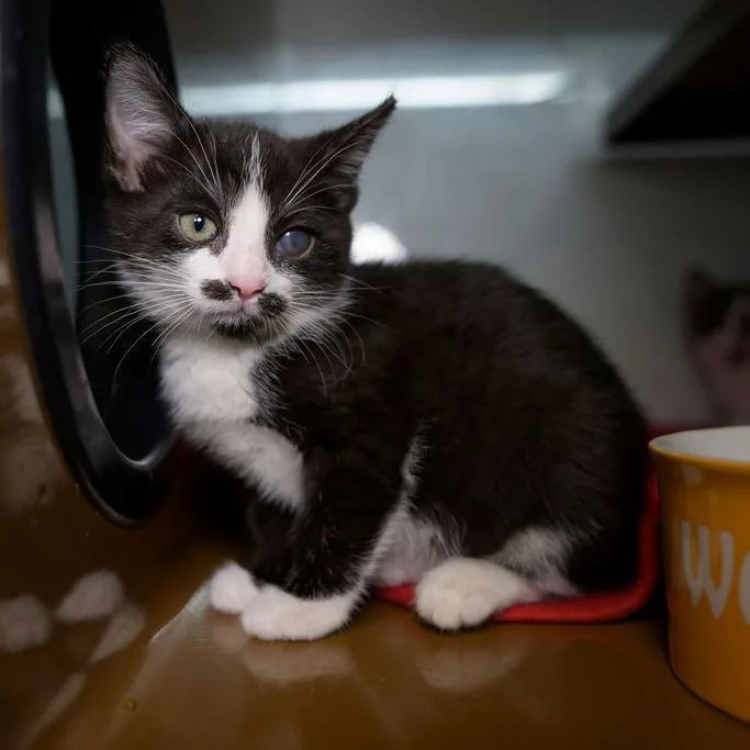 A baby small-sized female Black Domestic Short Hair cat named Melanie for adoption in Point Richmond, CA