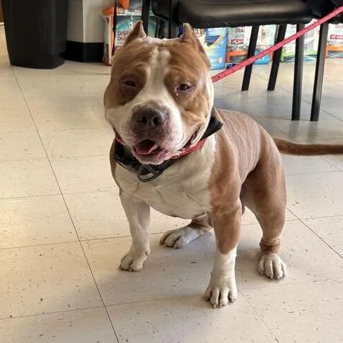 An adult small-sized male Mixed Breed dog named Tom Nook for adoption in Davenport, IA