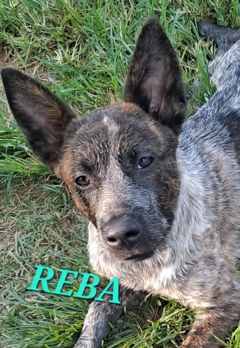 A baby medium-sized female Gray / Blue / Silver Australian Cattle Dog / Blue Heeler dog named Reba for adoption in Andover, MA