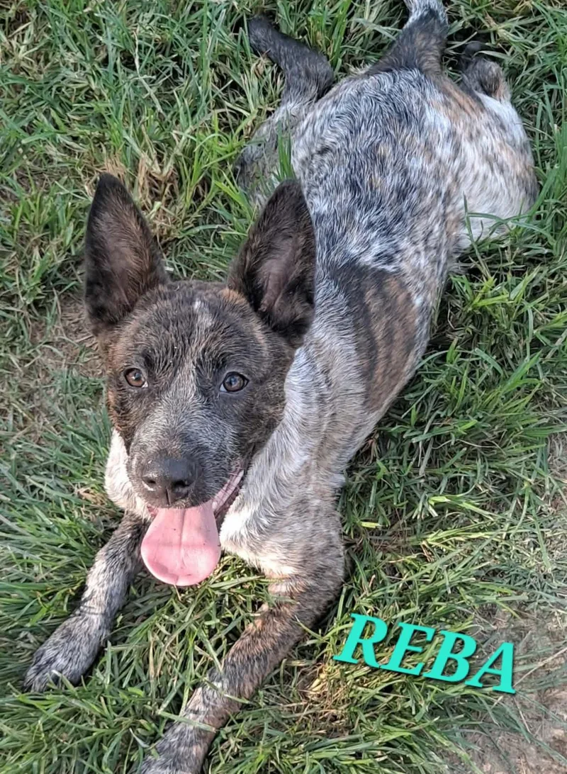 Reba thumbnail 3