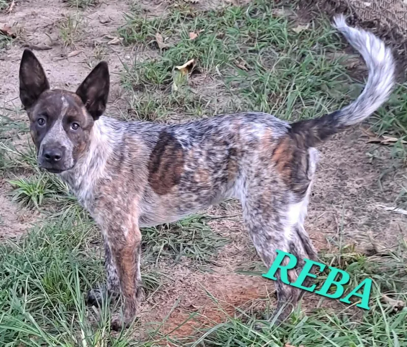 Reba thumbnail 5