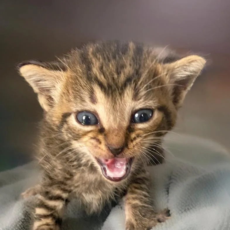 A baby small-sized male Gray / Blue / Silver Domestic Short Hair cat named Washington for adoption in Chapel Hill, NC