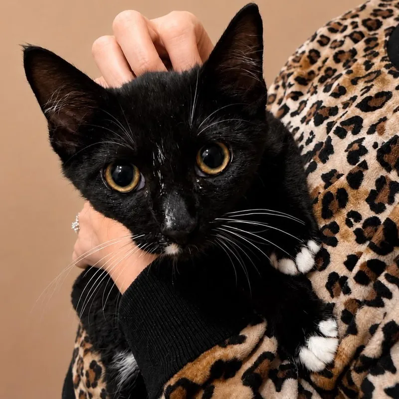 A baby small-sized male Black Domestic Short Hair cat named Alan "Jax"son for adoption in Winchester, VA