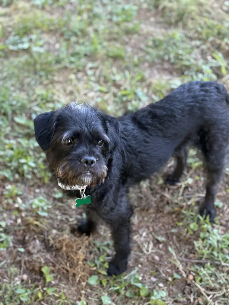 A young small-sized female Black Affenpinscher dog named Juliette for adoption in East Point, GA