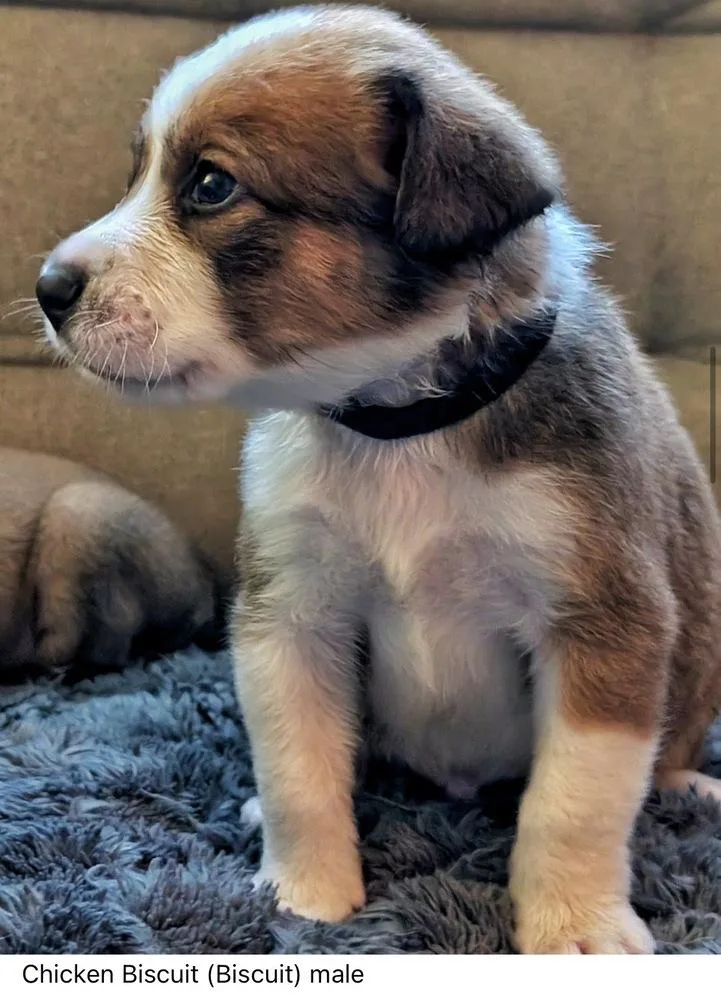 A baby medium-sized male Mixed Breed dog named Chicken Biscuit Chickfila Litter for adoption in Columbus, OH