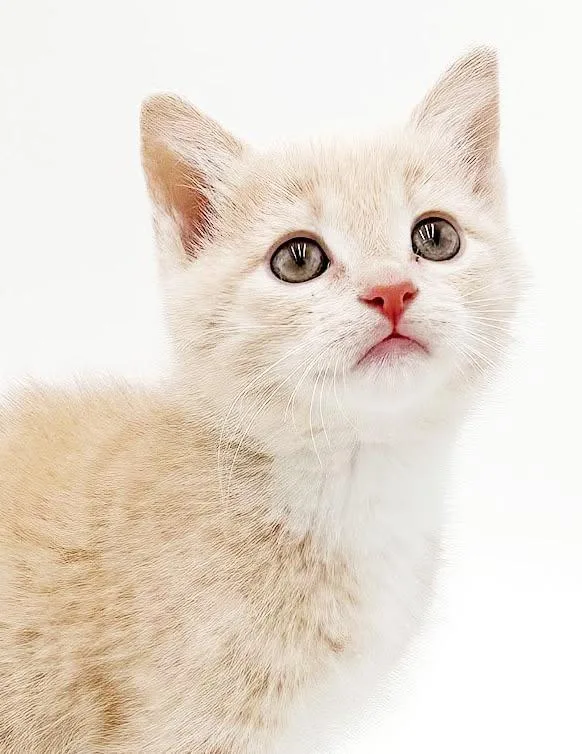 A baby small-sized male Maine Coon cat named Parker is a POOFY for adoption in Bedford Hills, NY