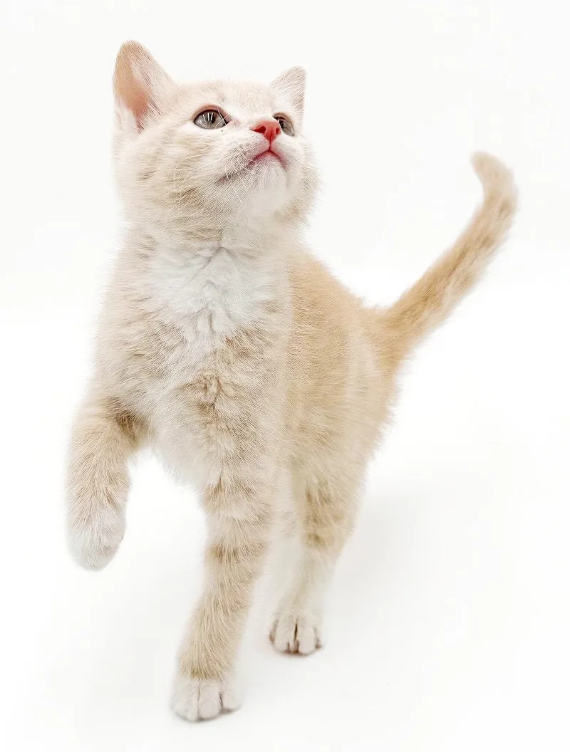 Parker is a POOFY thumbnail 3
