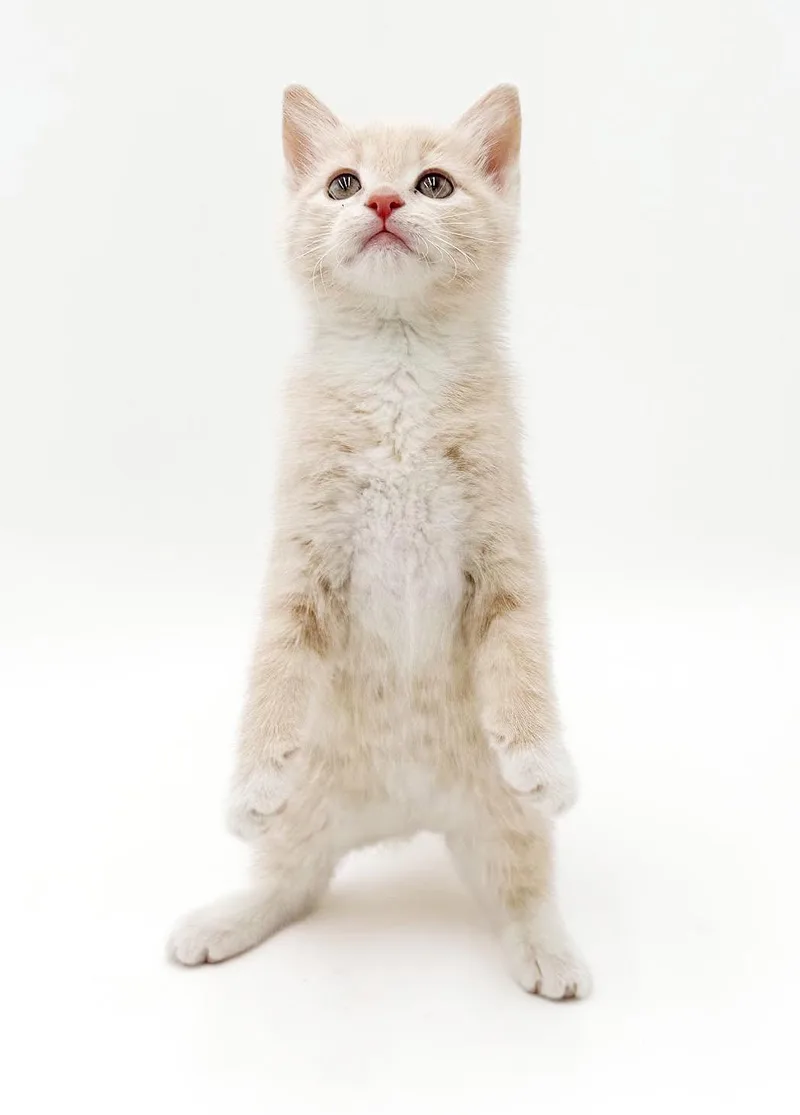 Parker is a POOFY thumbnail 5