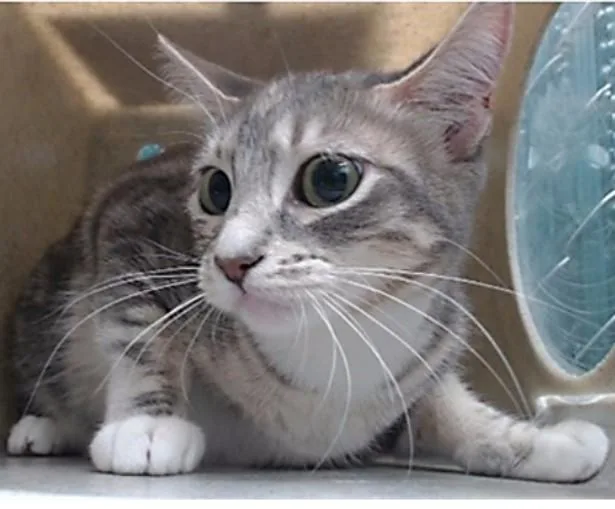 An adult medium-sized female Domestic Short Hair cat named Murphy for adoption in Downey, CA