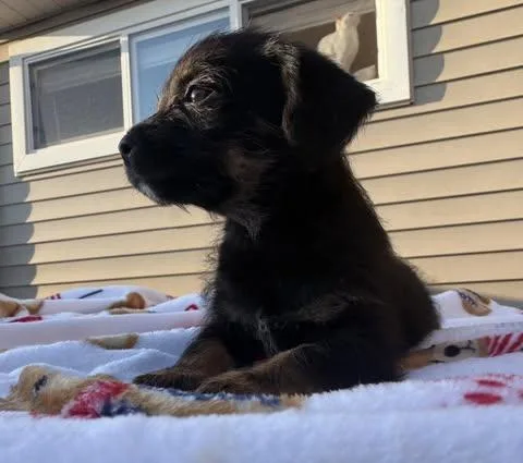 A baby small-sized male Black Norfolk Terrier dog named Ranger for adoption in Calera, AL