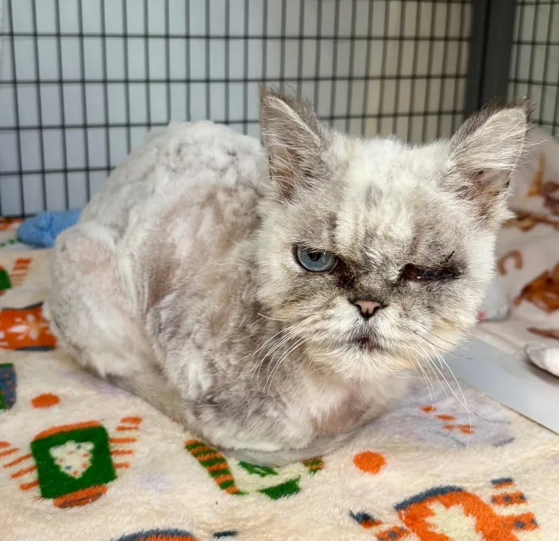 A senior small-sized male Persian cat named Long John Silver for adoption in Grants Pass, OR