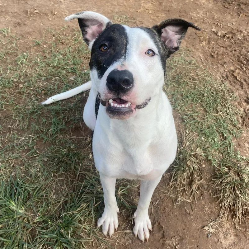 A young medium-sized female Pit Bull Terrier dog named Hera for adoption in Stillwater, OK