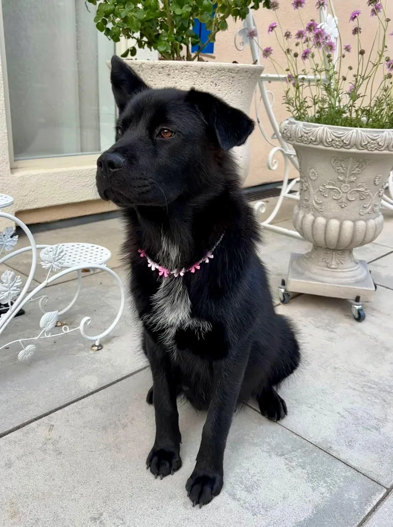 A young medium-sized female Black German Shepherd Dog dog named Melody for adoption in Los Gatos, CA
