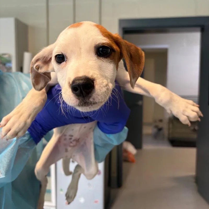 A baby small-sized male White / Cream Mixed Breed dog named Ghost for adoption in Huntington, WV