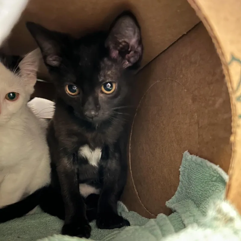 A baby small-sized female Black Domestic Short Hair cat named Robin for adoption in Bristol, IN