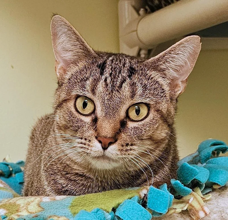 An adult medium-sized female Tabby (Tiger Striped) Domestic Short Hair cat named Sally C for adoption in Frankfort, KY
