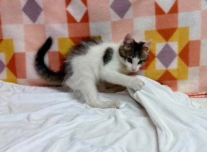 A baby small-sized male Domestic Short Hair cat named Motor oil for adoption in Visalia, CA