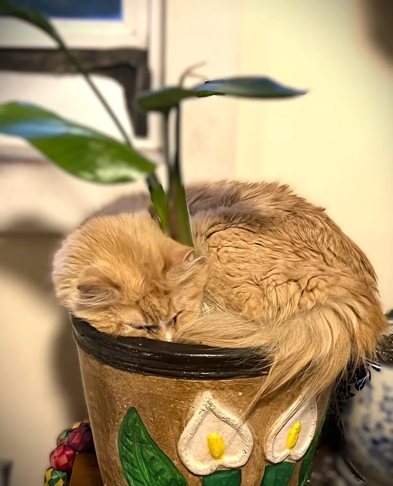 A young medium-sized female Orange / Red Domestic Long Hair cat named Gringa for adoption in Mankato, MN