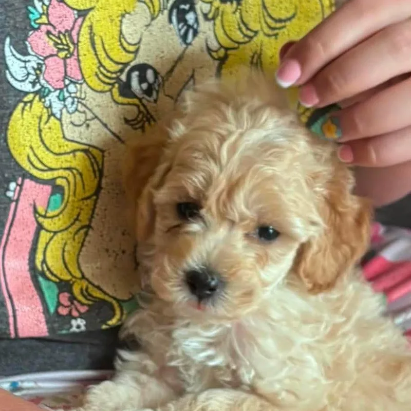A baby small-sized male Brown / Chocolate Miniature Poodle dog named Wookie for adoption in Yucaipa, CA