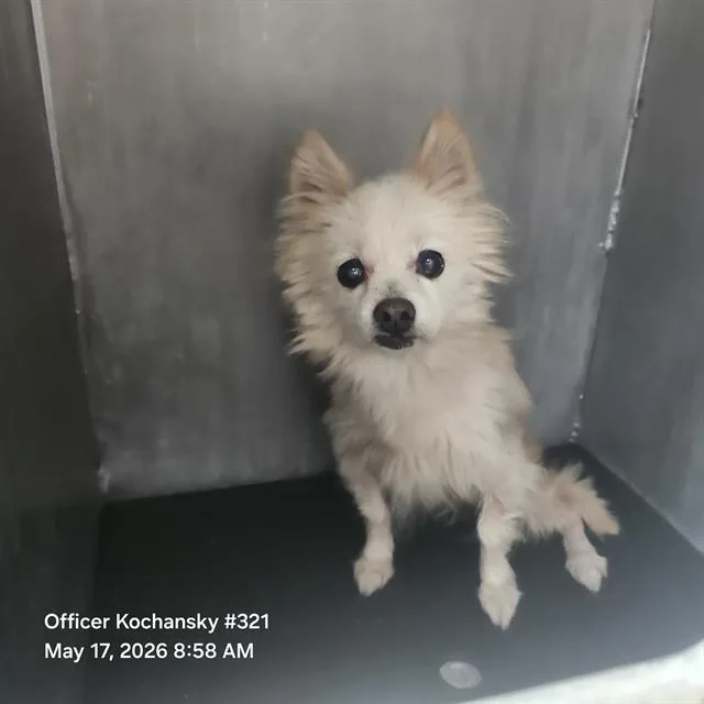 An adult small-sized male Terrier dog named Roscoe for adoption in San Antonio, TX