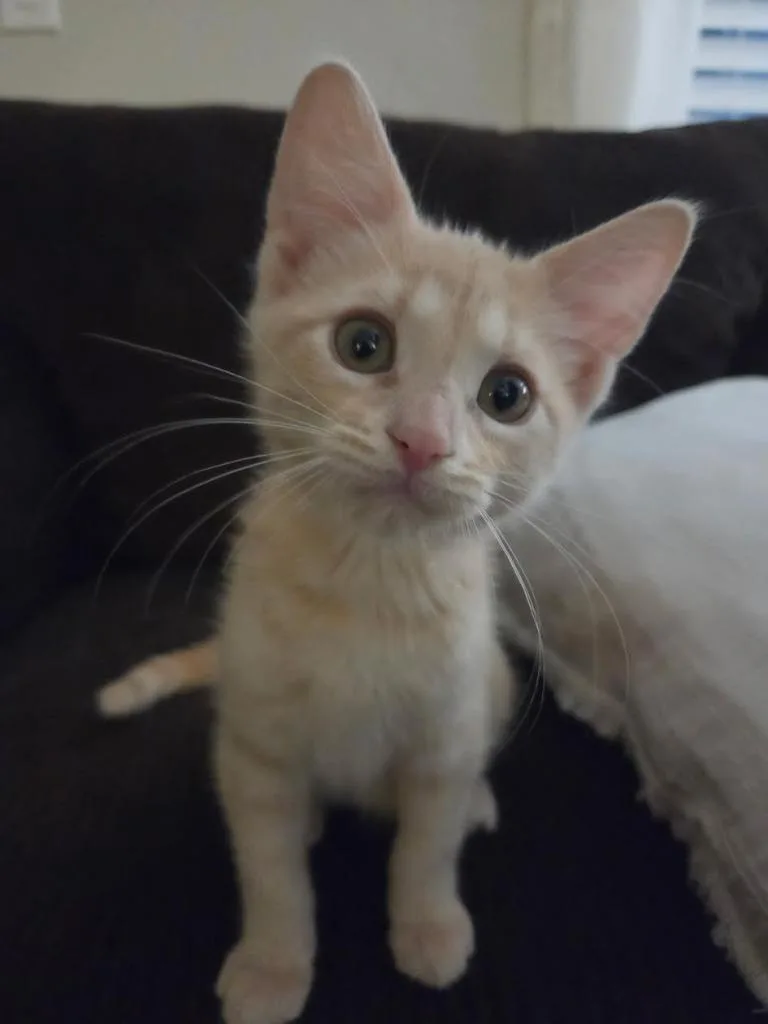 A baby medium-sized male Domestic Short Hair cat named Pippin for adoption in Salt Lake City, UT