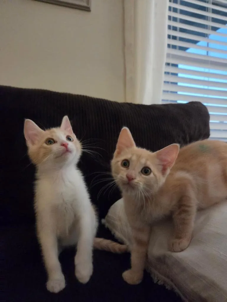 Pippin thumbnail 2