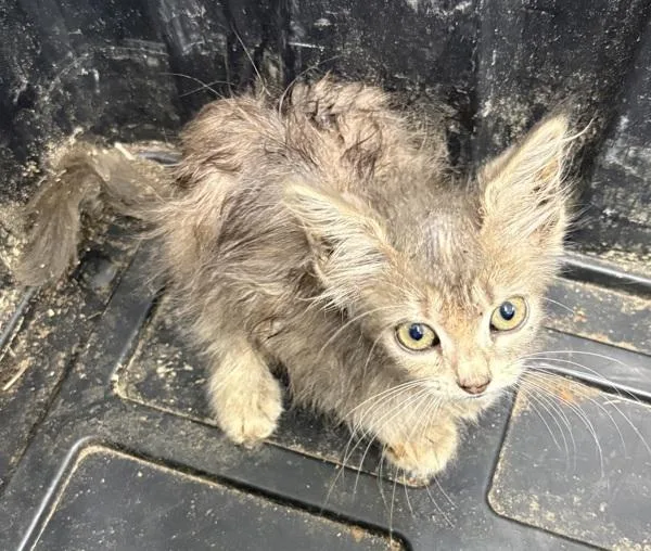 A baby small-sized female Domestic Medium Hair cat named Pen Bianca for adoption in Lawrenceville, GA