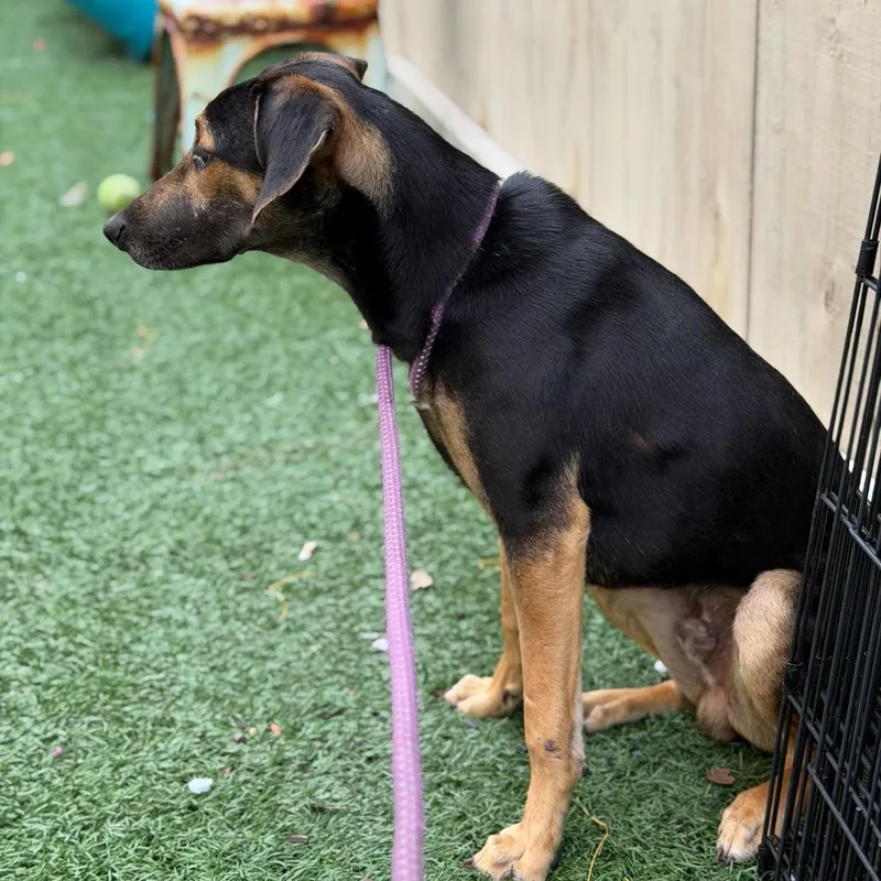 An adult small-sized male Black and Tan Coonhound dog named Ricky for adoption in New Orleans, LA