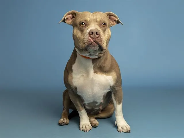 An adult medium-sized female Pit Bull Terrier dog named Kloe for adoption in Phoenix, AZ