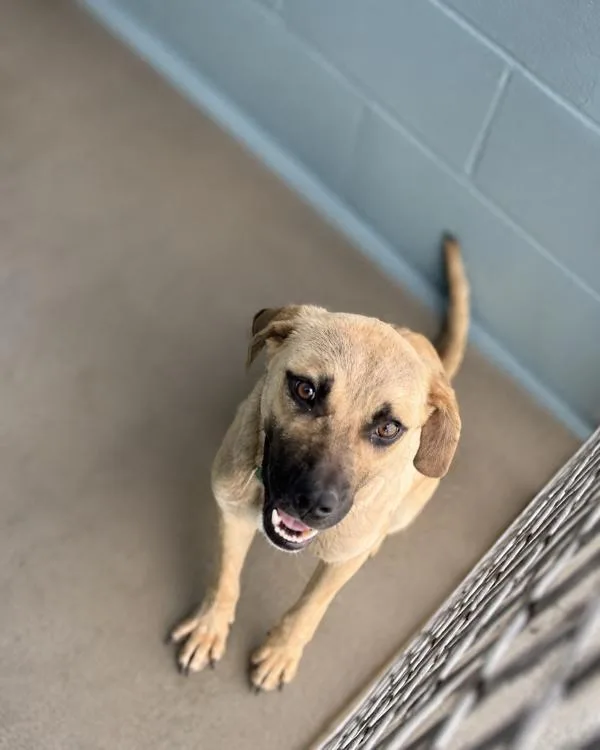 An adult small-sized male Terrier dog named Billy for adoption in Lafayette, LA