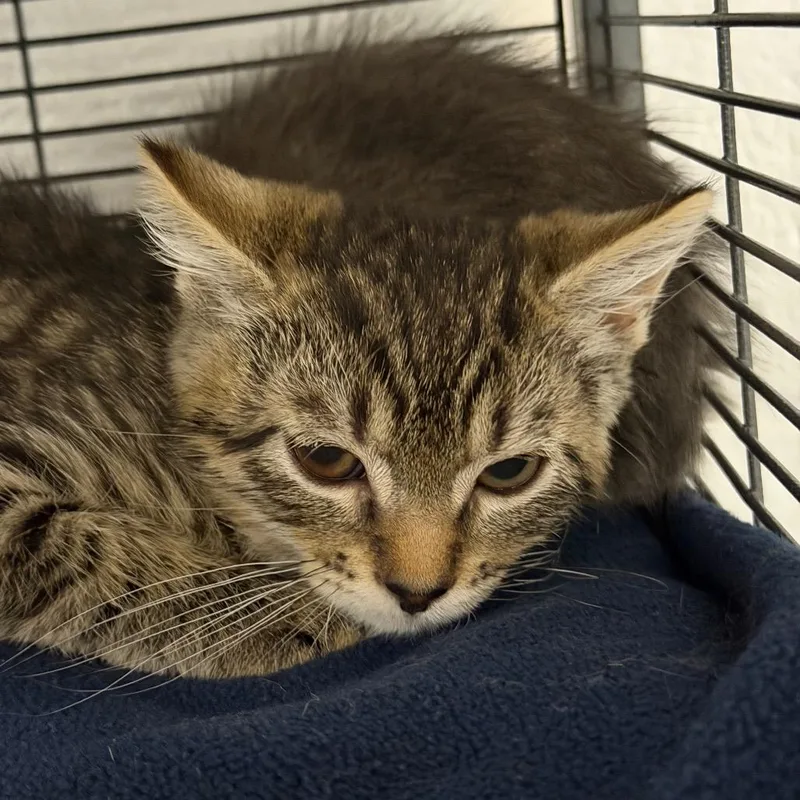A baby small-sized male Brown / Chocolate Domestic Short Hair cat named Kodi for adoption in Hampton Bays, NY