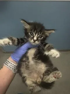 A baby small-sized male Domestic Short Hair cat named Fargo for adoption in Miami, FL