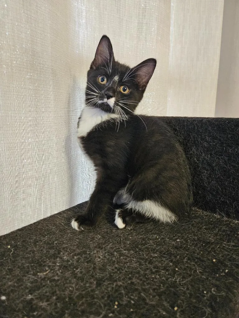 A baby medium-sized female Domestic Short Hair cat named Sophia for adoption in Findlay, OH