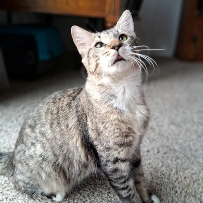 Charcoal Adamsweingarten thumbnail 2