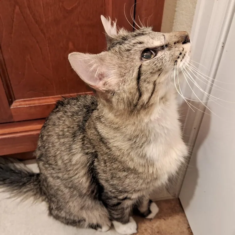 Charcoal Adamsweingarten thumbnail 3