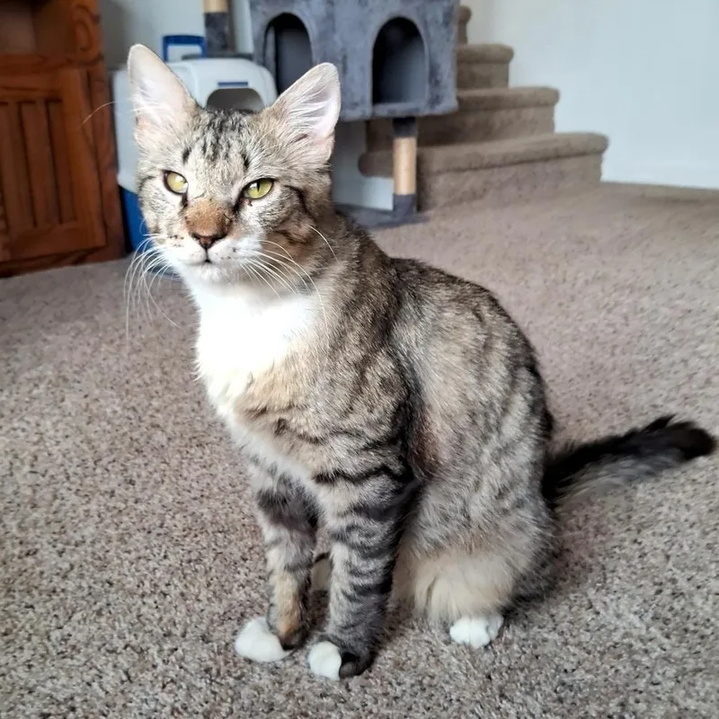 Charcoal Adamsweingarten