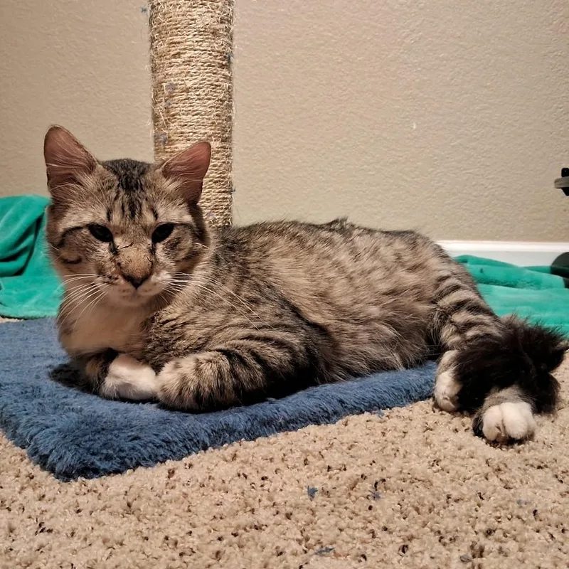 Charcoal Adamsweingarten thumbnail 5