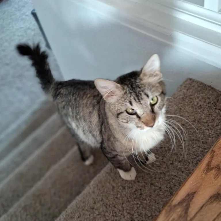 Charcoal Adamsweingarten thumbnail 6