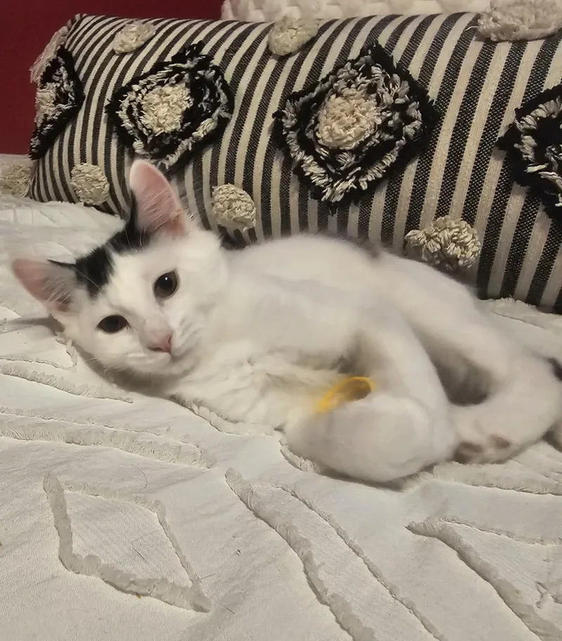 A baby small-sized female White Domestic Medium Hair cat named Devin Gaelic for adoption in Chandler, AZ