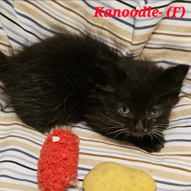A baby small-sized female Black Domestic Short Hair cat named Kanoodle for adoption in Westminster, CA