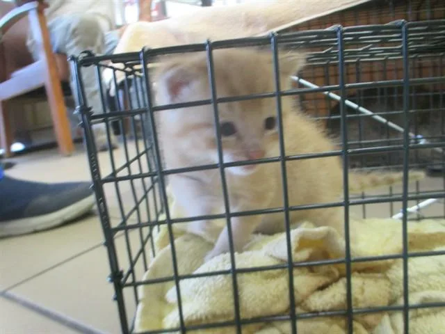 A baby small-sized female Domestic Short Hair cat named Pumpkin for adoption in Ocala, FL
