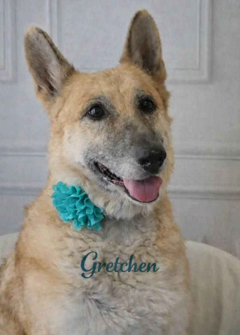 A senior large-sized female Golden Belgian Shepherd / Laekenois dog named Gretchen for adoption in Bolivar, TN