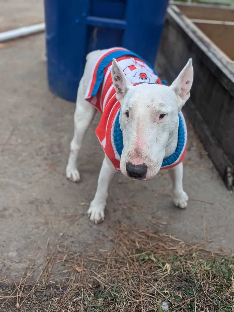 An adult large-sized male Bull Terrier dog named Walter Texas for adoption in New York, NY