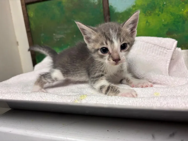 A baby small-sized male Domestic Short Hair cat named Sam for adoption in Houston, TX