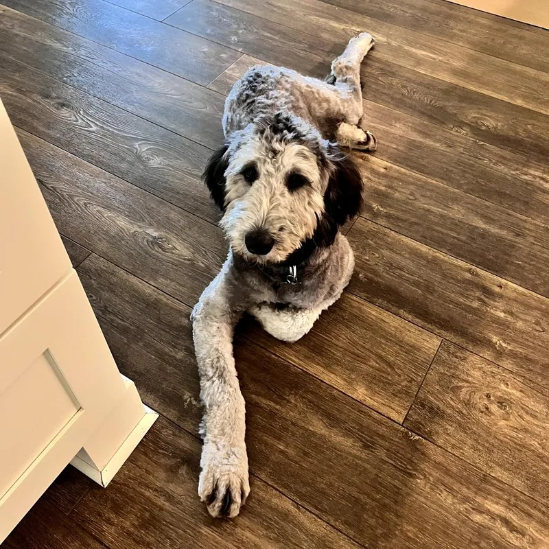A young medium-sized male Gray / Blue / Silver Poodle dog named Finn for adoption in La Grange, KY