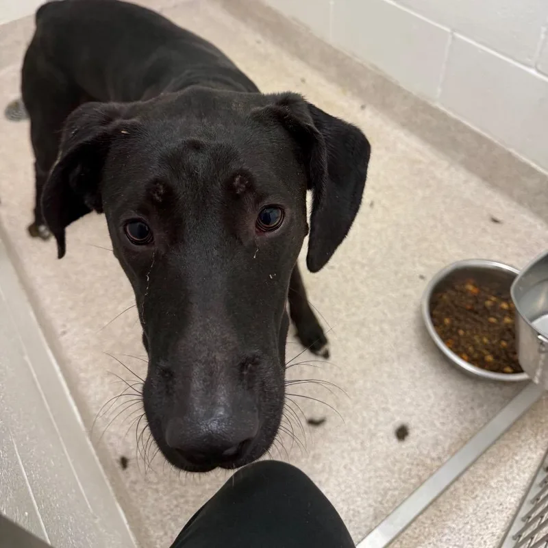 A young medium-sized male Black Labrador Retriever dog named Mac for adoption in Horn Lake, MS